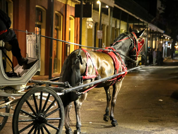 Alexandria by Night: Horse Carriage & Walking
