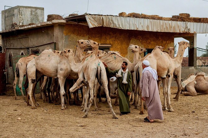Daraw Camel Market Day Tour