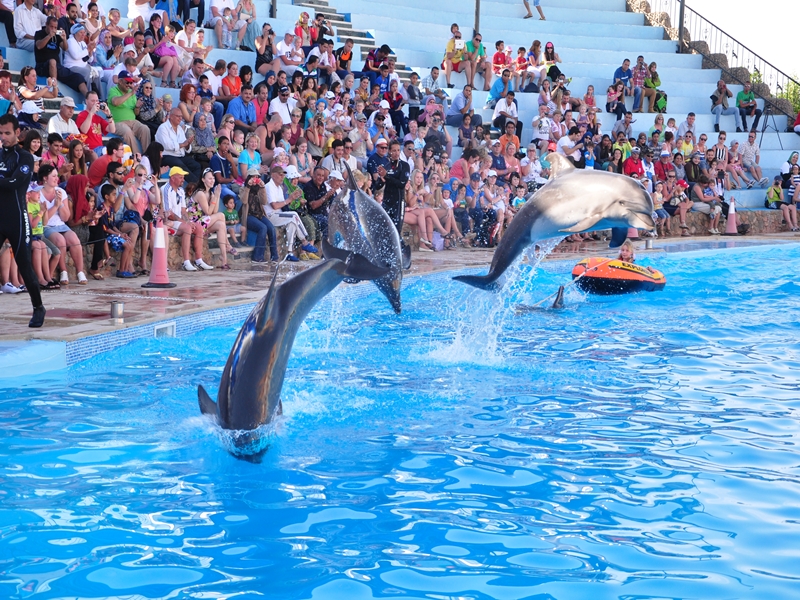 Dolphin Show in Sharm El Sheikh