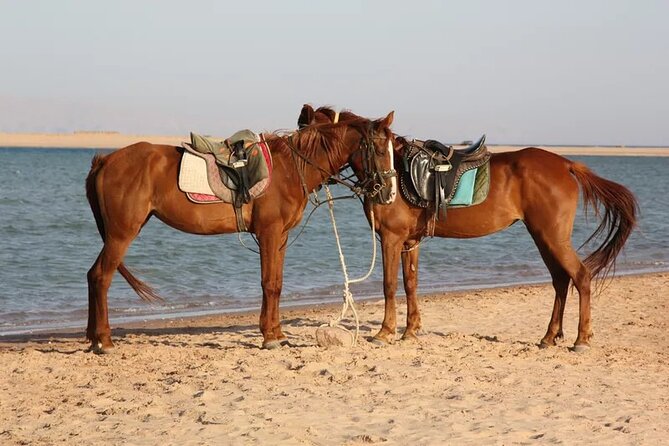 Adventure Safari by Horse at Lagoon Beach