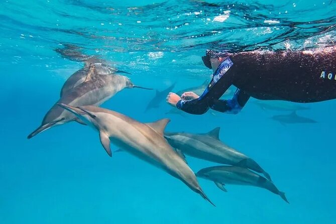 Swimming with Dolphins Snorkeling Tour