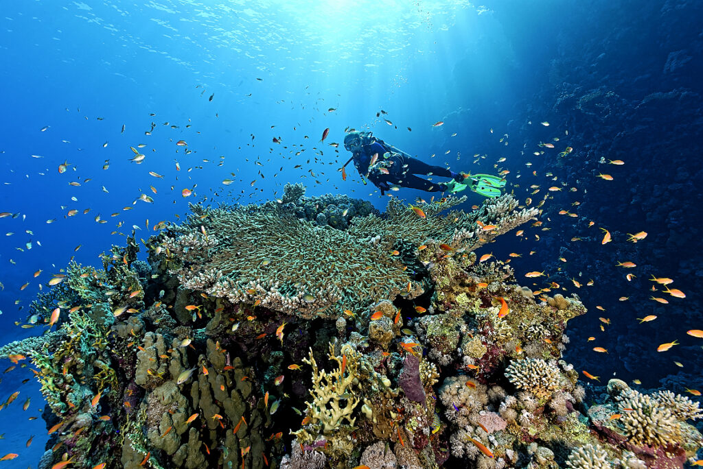 Ras Mohammed Snorkeling by Boat