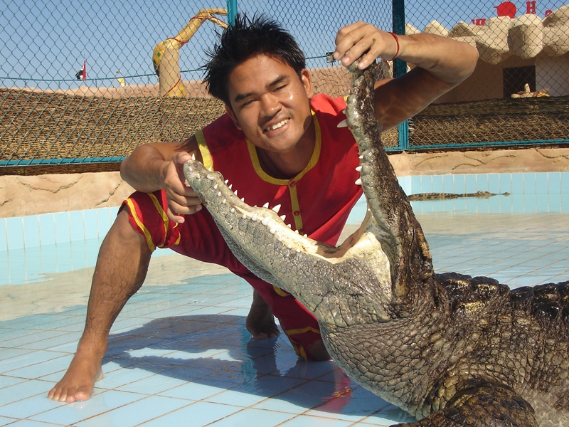 Snake & Crocodile Show with Fire Show